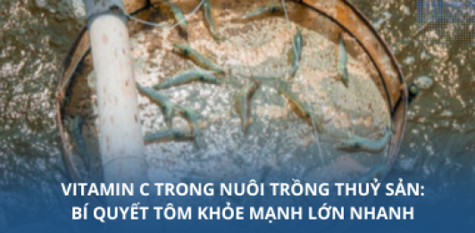 Vitamin C trong nuôi trồng thuỷ sản: Bí quyết tôm khỏe mạnh lớn nhan
